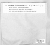 Lempholemma polyanthes image